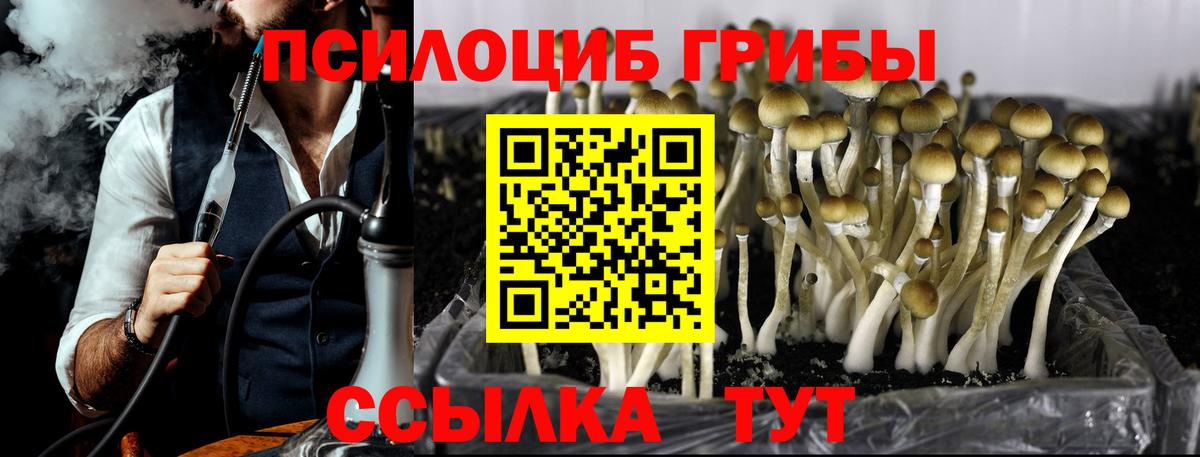 Псилоцибиновые грибы Psilocybine cubensis Губкин